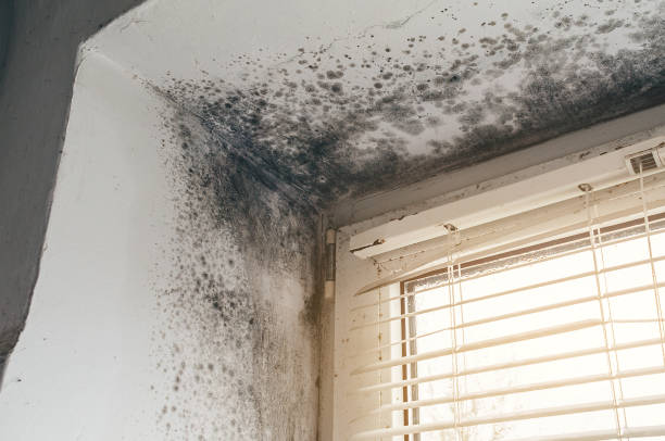 Affordable Mold Cleanup solutions in Todd, PA